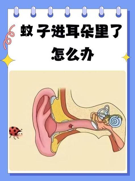 蚊子为什么绕着耳朵飞