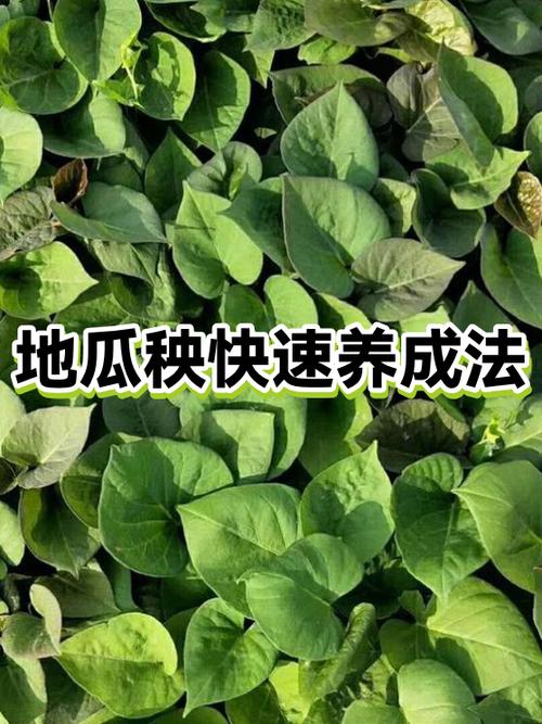 红薯苗的正确栽法图标