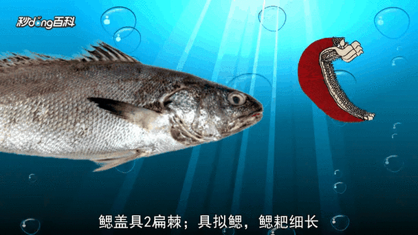一个鱼一个鮸