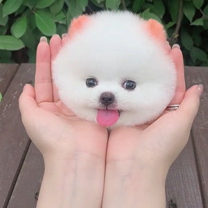 小型宠物推荐