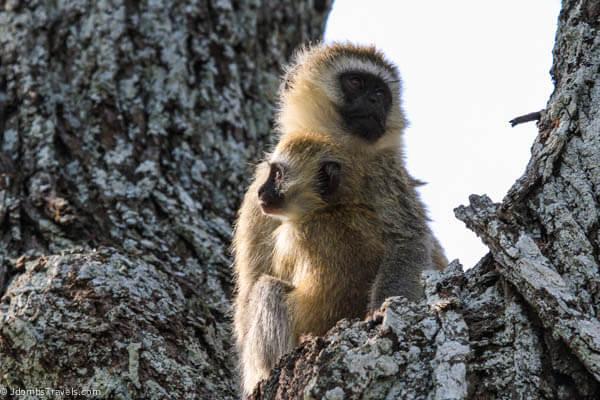 the baby monkey