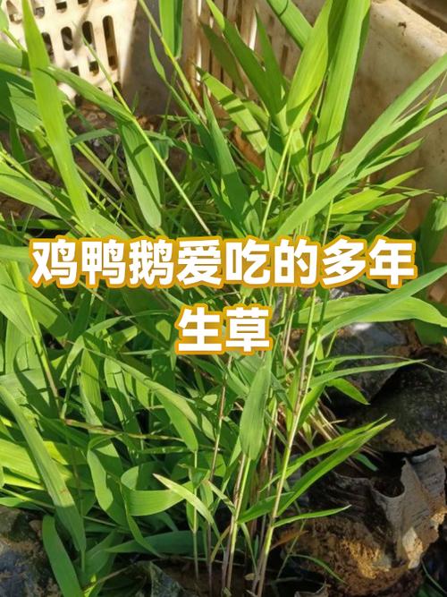 鹅吃什么长得快又肥图标
