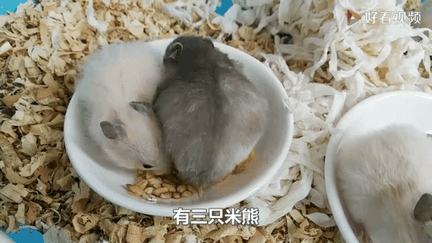 米熊视频
