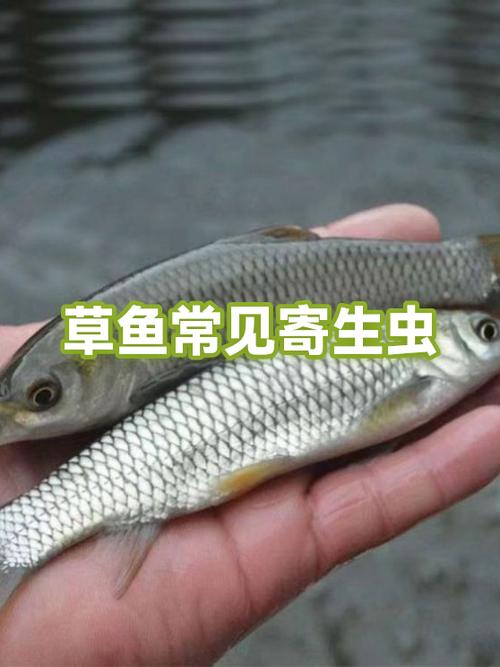 《寄生虫Parasitic》美国图标
