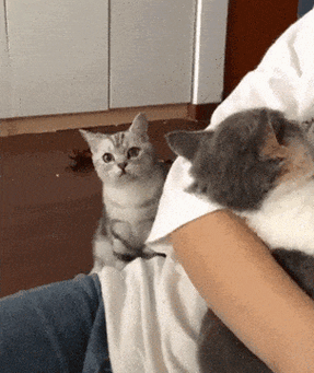猫扑人是为什么图标