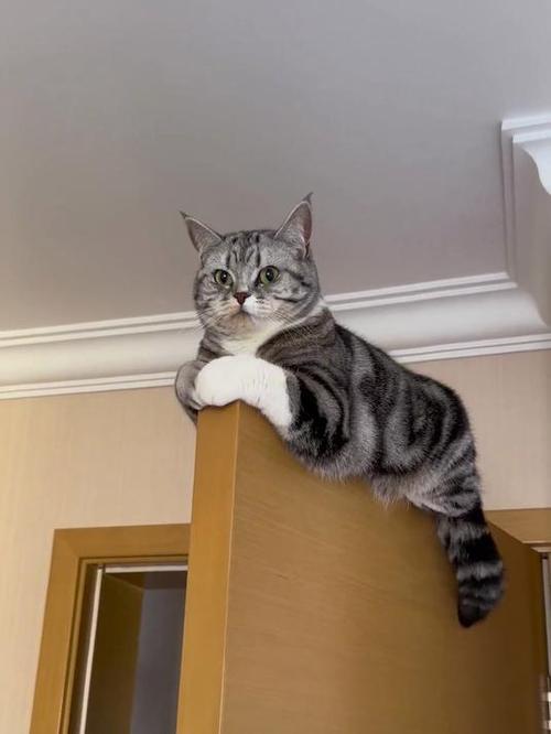 跟猫咪躲猫猫它突然冲过来缩略图