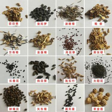 花种子品种大全
