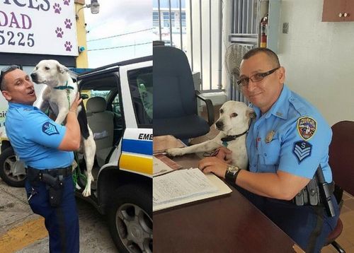 狗奴警犬