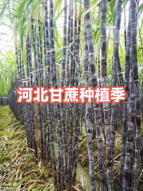 甘蔗什么时候种植最好