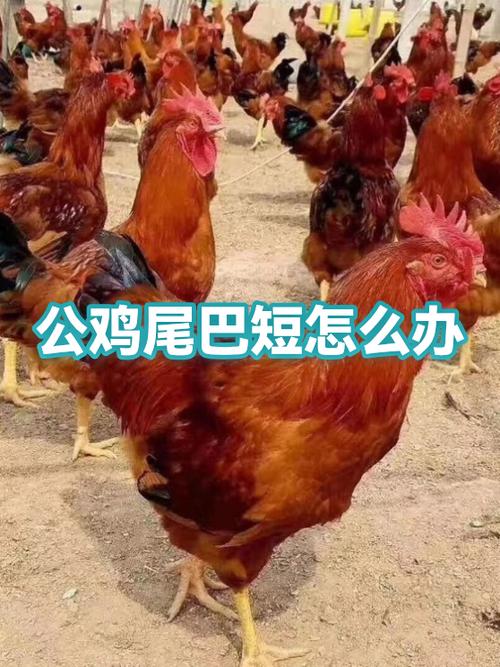 散养公鸡没尾巴怎么办图标