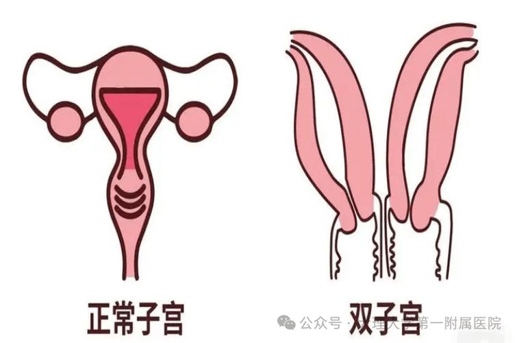 双子官是什么意思