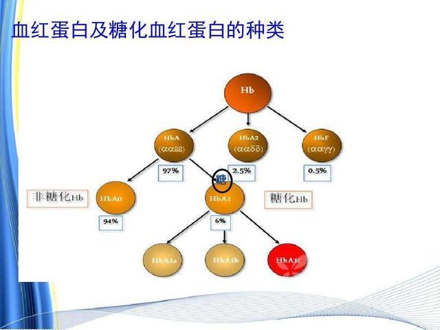 血液alc是什么意思