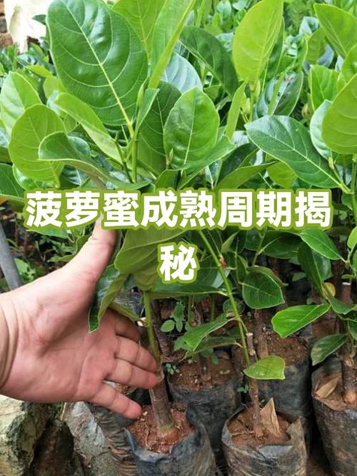 菠萝蜜9到10之间