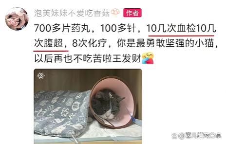 成猫换猫粮还用适应吗