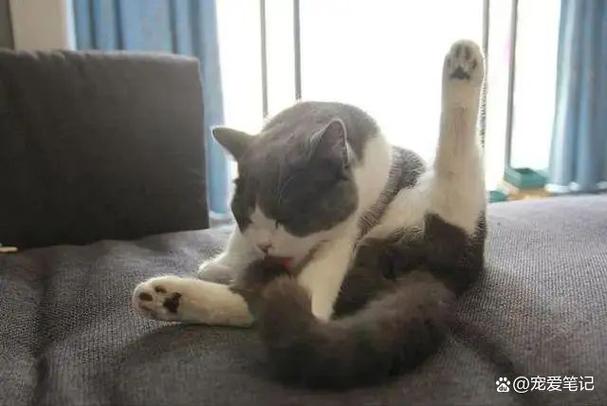 猫咪是舔毛地位