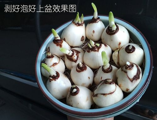水仙花的种子截图