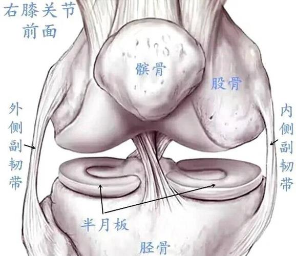 人腿半月板图片