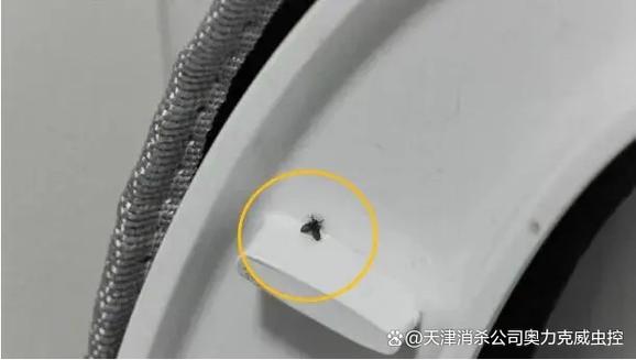 卫生间出现小飞虫的原因
