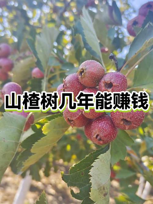 赚省优选是真的吗图标