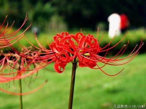 荼蘼花是彼岸花吗