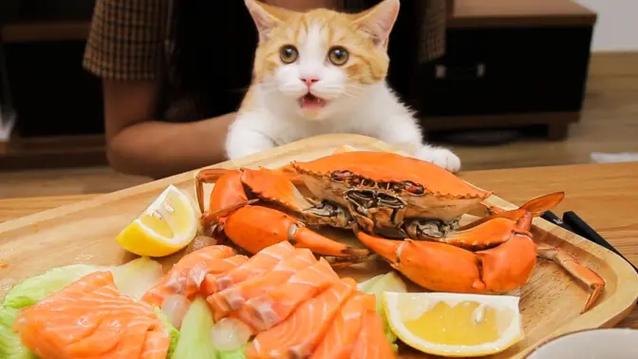 小猫吃海鲜视频图标