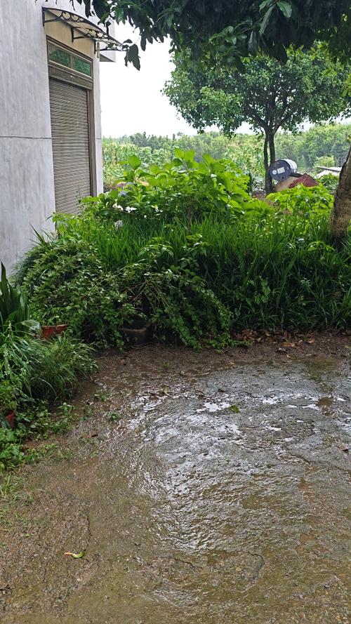乡村的雨图标