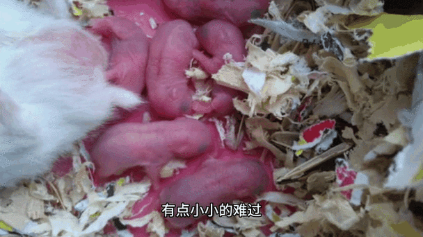 小仓鼠一般能活多久图标