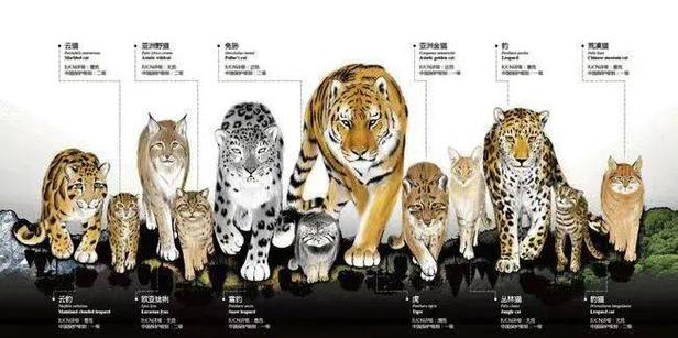 兽在性取向里代表啥截图