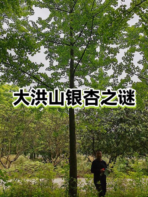 现在只有什么才有银杏树?
