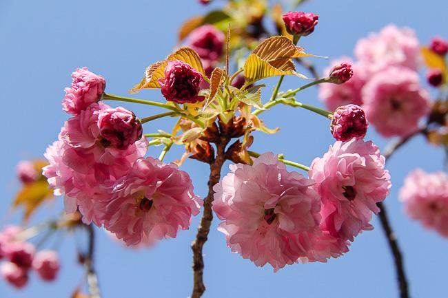 cherry-tree-chopping
