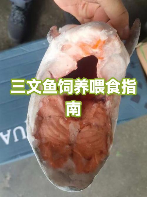三文鱼冷冻后可以保存多久图标