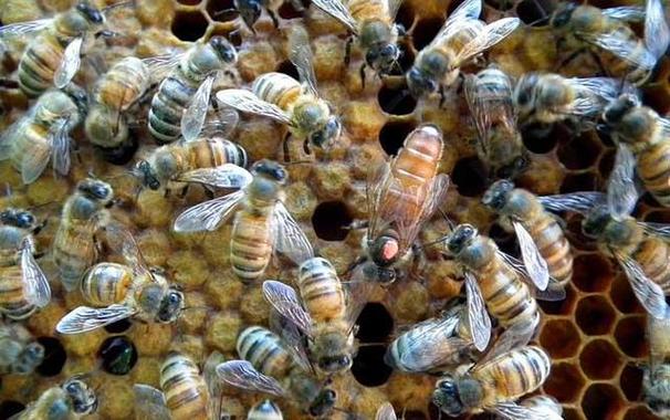 100箱蜜蜂能赚多少钱缩略图