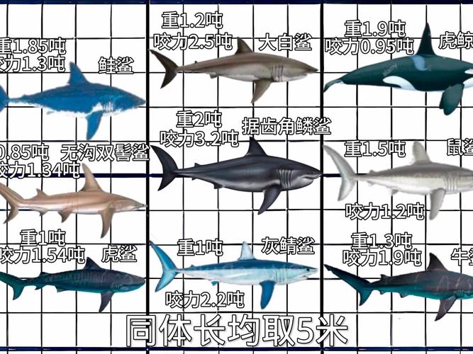 鲨鱼战力排行前30名