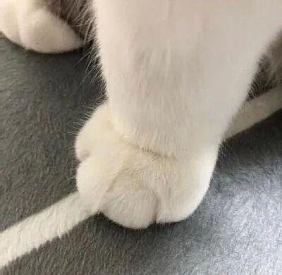 猫爪图片头像