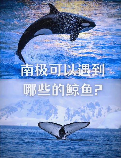 南极海底巨型生物