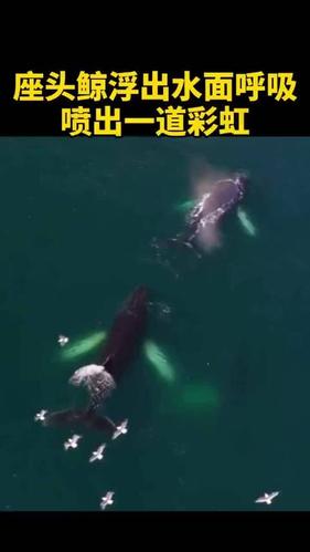浮鲸之愿的免费阅读时间