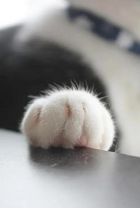 群昵称后面的会动小猫爪