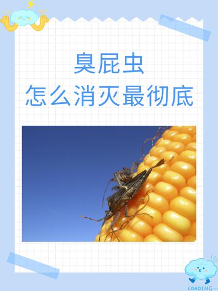 杀死臭屁虫小妙招