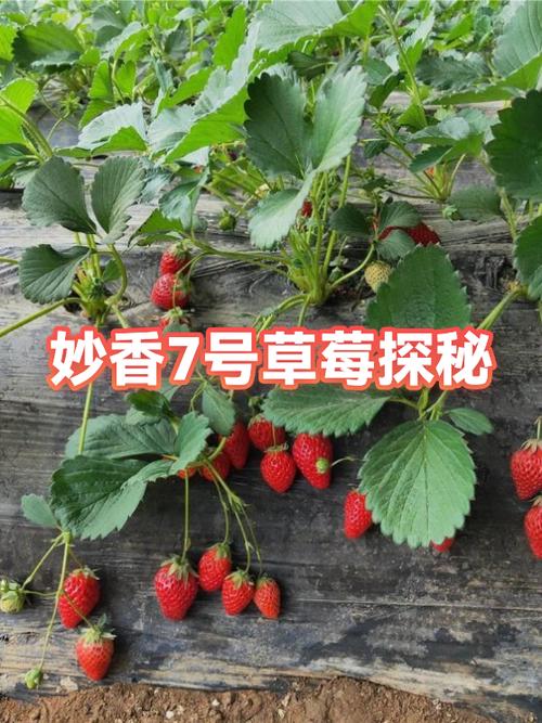 草莓的大小