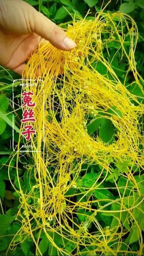 菟丝子为什么危害极大