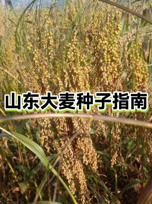 大麦是怎么种出来的