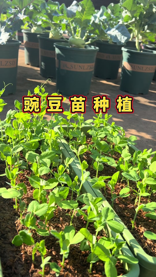 豌豆苗怎么发