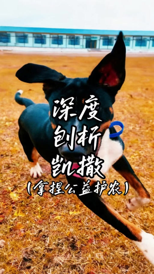 凯撒公益直装下载