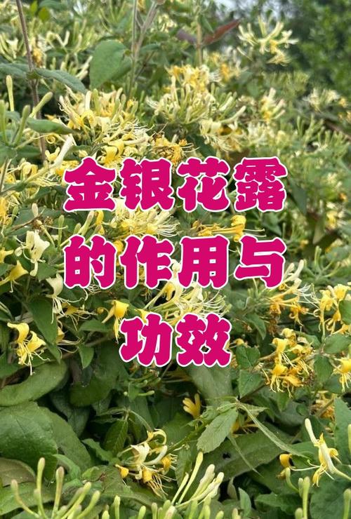 僵尸金银花露