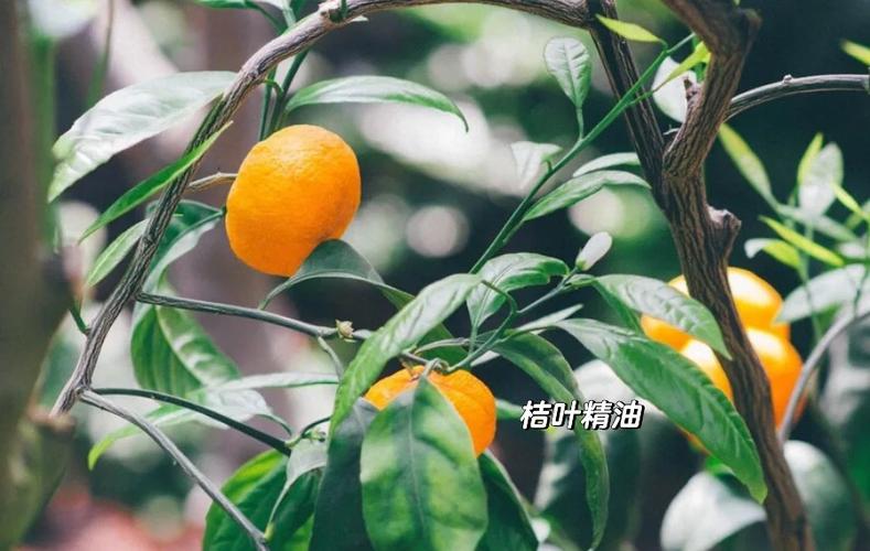 桔树叶发黄掉叶怎么治图标