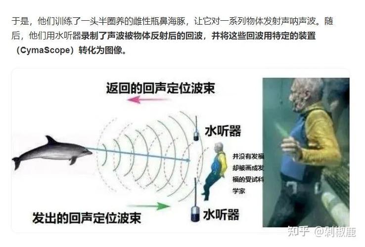 回声定位怎么练?图标