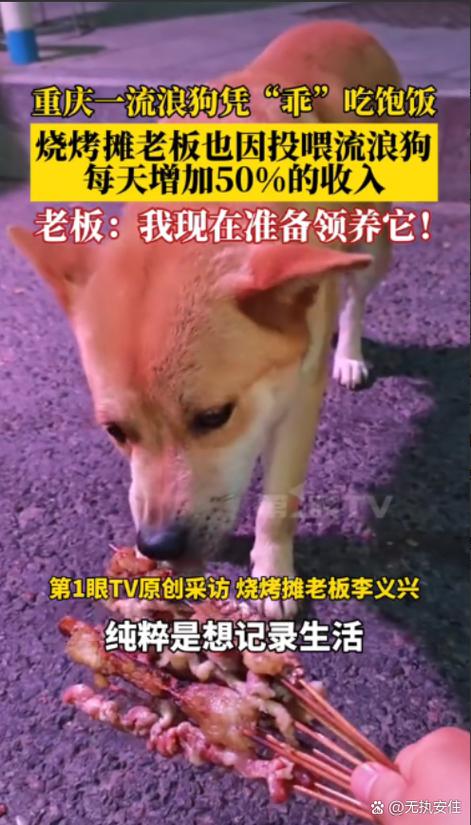 经常喂流浪狗,一天不去它会等你吗