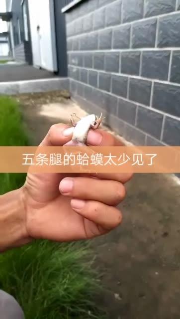 五条腿的女生