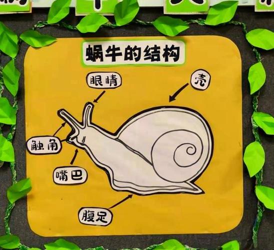 蜗牛介绍科普儿童