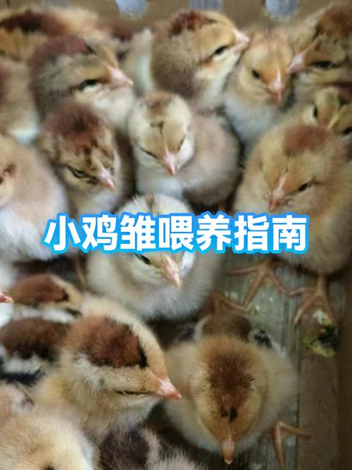 小鸡如何喂养图标